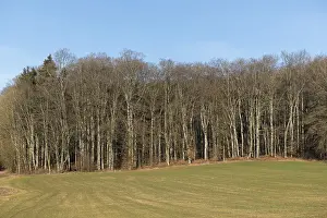 Bare beech forest in winter on a sunny day with neighbouring meadow