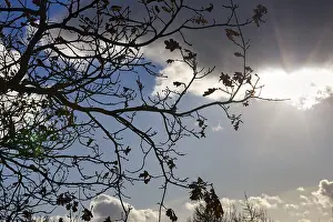 Bare branch of an oak (Quercus)