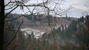 Bare branches of a forest in autumn with fog hanging between the trees