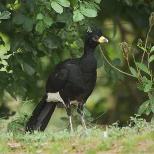 Bare-faced Curassow (Crax fasciolata)
