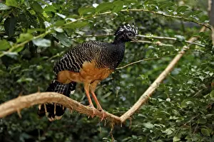 Bare-faced Curassow (Crax fasciolata)