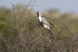 Bare-faced Noisy Bird, Bare-faced Go-away-bird in the bushes