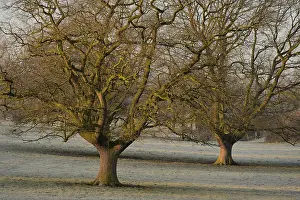 Two bare oak (Quercus robur) trees