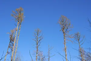 Bare spruce trees in front of a blue sky