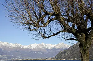 Bare Tree with Branches and with Snow Capped Mountain in a Sunny Day in Lombardy