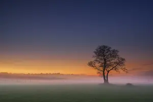 Bare tree in meadow, sunset, fog