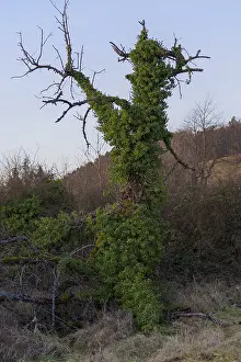 Bare tree overgrown by ivy in a quiet forest landscape