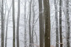 Bare tree trunks stand close together in a foggy winter forest