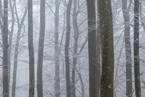 Bare tree trunks stand close together in a foggy winter forest