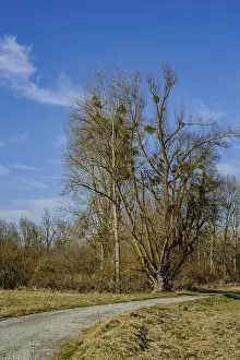 Bare trees under a bright blue sky at the edge of a path