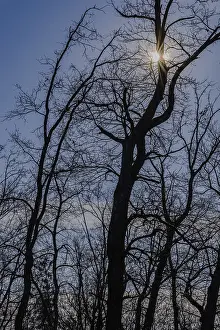 Bare trees with intertwined branches