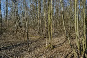 Bare trees in winter forest with deciduous soil in sunlight