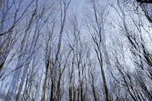 Bare trunks, deciduous forest, double exposure