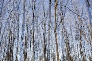 Bare trunks, deciduous forest, double exposure