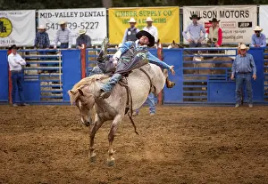 Framed Print : Bareback bronc competition, Philomath Rodeo Framed Print : Bareback bronc competition, Philomath Rodeo