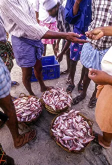 Bargaining of the fish, Kerala