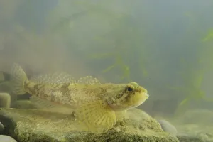 Barje Sculpin (Cottus metae) adult