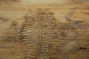 Bark beetle feeding tracks, animal tracks