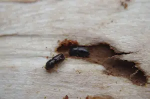 Bark beetle (Xyleborus, Dendroctonus)