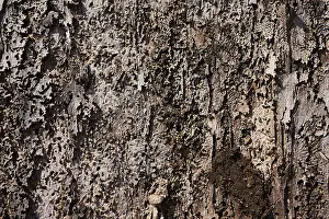 Bark with feeding marks of the bark beetle (Scolytinae)