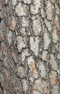 Bark of the pine (Pinus), Scots pine sylvestris
