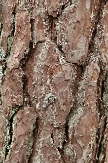 Bark (Pinus sylvestris) of an old pine