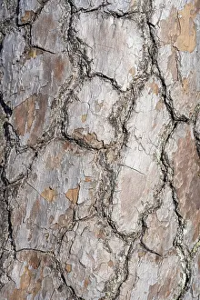 Bark of Scots pine (Pinus sylvestris)