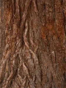 Bark from a sequoia tree (Sequoioidea)