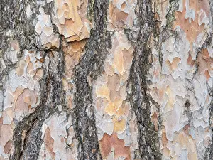 Bark texture background Scots pine horizontal image