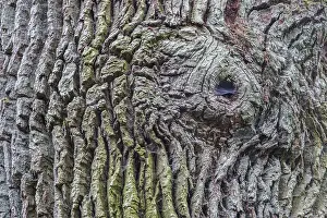 Bark, Urwald Sababurg, primeval forest