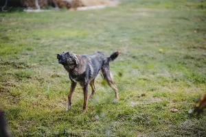 A barking dog stands on a grassy field outdoors