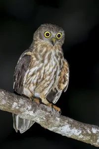 Barking Owl (Ninox connivens) perched on a branch in Papua New Guinea