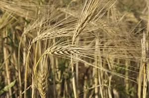 Barley, barley field, barley ears