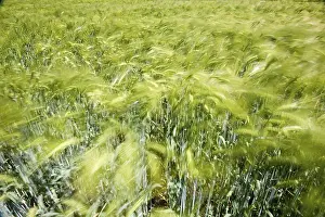 Barley (Hordeum vulgare), ears of corn