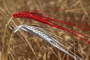 Barley (Hordeum vulgare) painted with the national colours
