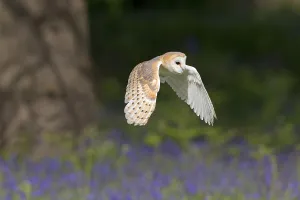 Barn Owl, common barn owls (Tyto alba)