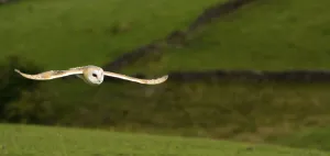 Barn Owl, common barn owls (Tyto alba)