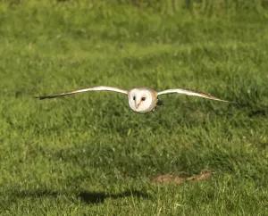 Barn Owl in Flight from a Barn