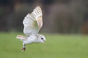 Barn owl flying, Tyto Alba, Barn owl flying