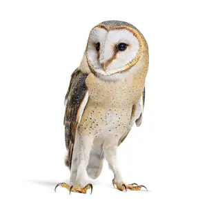 Barn Owl Looking away, Tyto alba