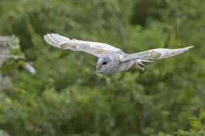 Barn owl (Tyto alba)