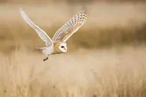 Barn owl (Tyto alba)