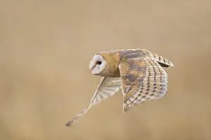 Barn owl (Tyto alba)
