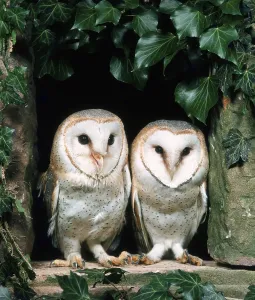 Barn Owl (Tyto alba)