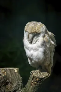 Barn Owl (Tyto alba)