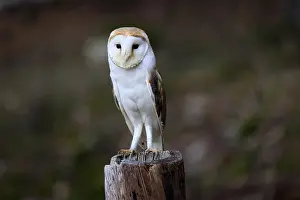 Barn owl (Tyto alba), adult, alert