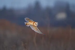 Barn owl (Tyto alba) adult bird in flight