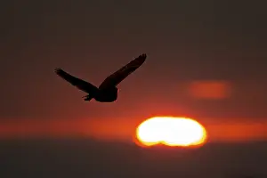 Barn owl (Tyto alba) adult bird flying silhouette at sunset