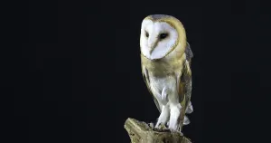 Barn Owl (tyto alba), Adult against Black Background