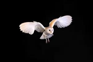 Barn Owl, (Tyto alba), adult, flying